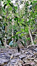 View of tree in forest