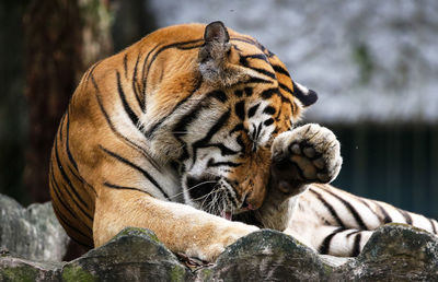 Close-up of a cat in zoo