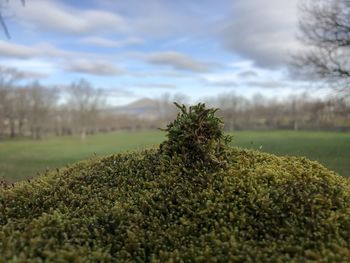 Close-up of plant growing on field against sky