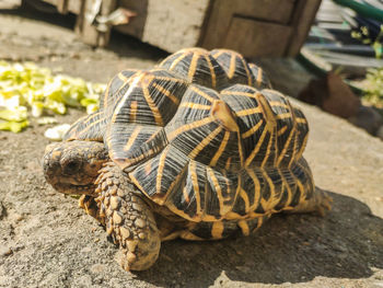 Close-up of tortoisetortoises are reptile species of the family testudinidae 