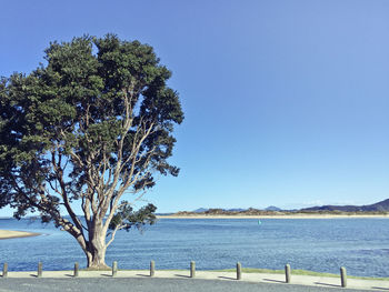 Lone tree on calm lake in front of trees against clear blue sky