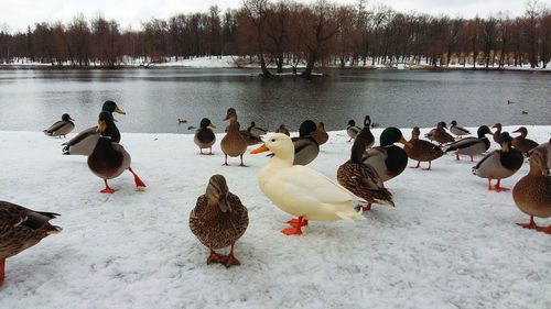 Flock of birds on lake during winter