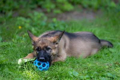 Dog portrait of an eight weeks old german shepherd puppy playing with a toy in green grass