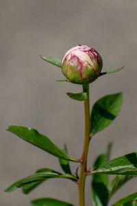 Close-up of rose bud on plant