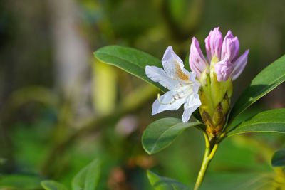 Close-up of white flowering plant