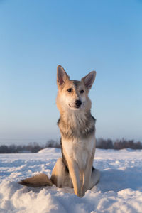 Dog on snow covered field against sky