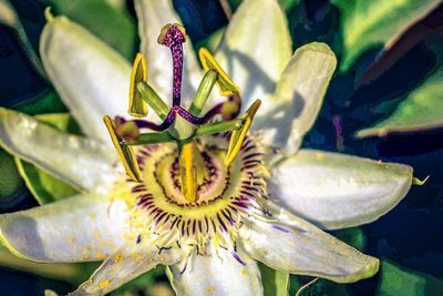 Close-up of purple flowering plant