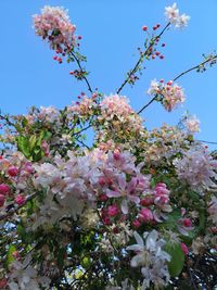 Low angle view of pink cherry blossoms in spring