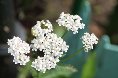 Close-up of white flowering plant in park