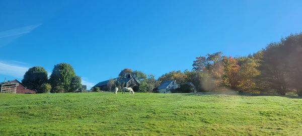 Trees on field against clear blue sky