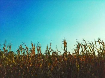 Crops growing on field against clear blue sky