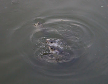 High angle view of turtle in water