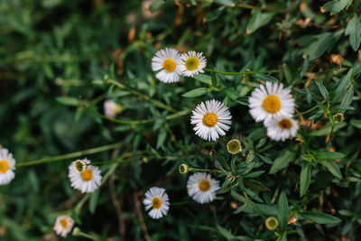 High angle view of daisies on field