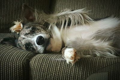 Close-up of dog resting