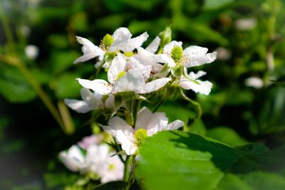 Close-up of white flowering plant