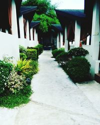 Plants growing outside house