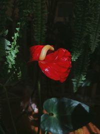 Close-up of red rose flower