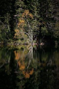 Scenic view of lake in forest