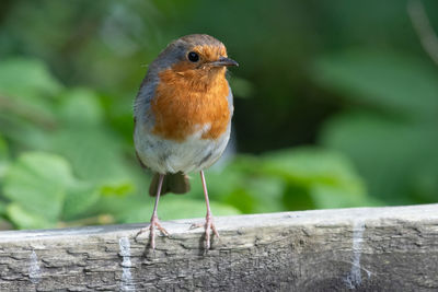Portrait of a european robin  perching on a wooden fence