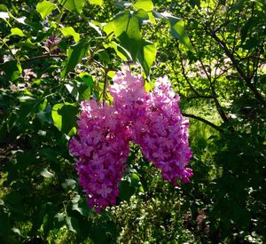 Close-up of pink flowers