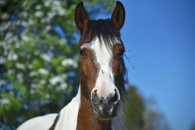 Portrait of horse in ranch