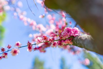 Low angle view of pink cherry blossoms