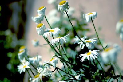 Close-up of white flowers