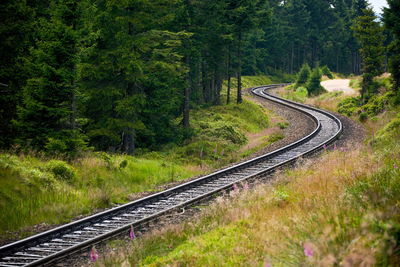 Railroad tracks amidst trees in forest