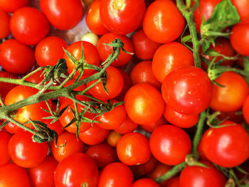 Top view of a group of cherry tomatoes. cherry tomatoes come from the pachino area in sicily, italy