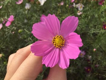 Close-up of hand holding pink flower