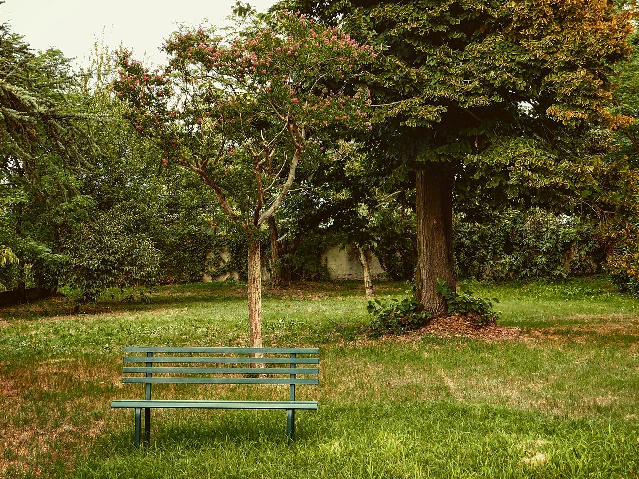 EMPTY BENCHES IN PARK