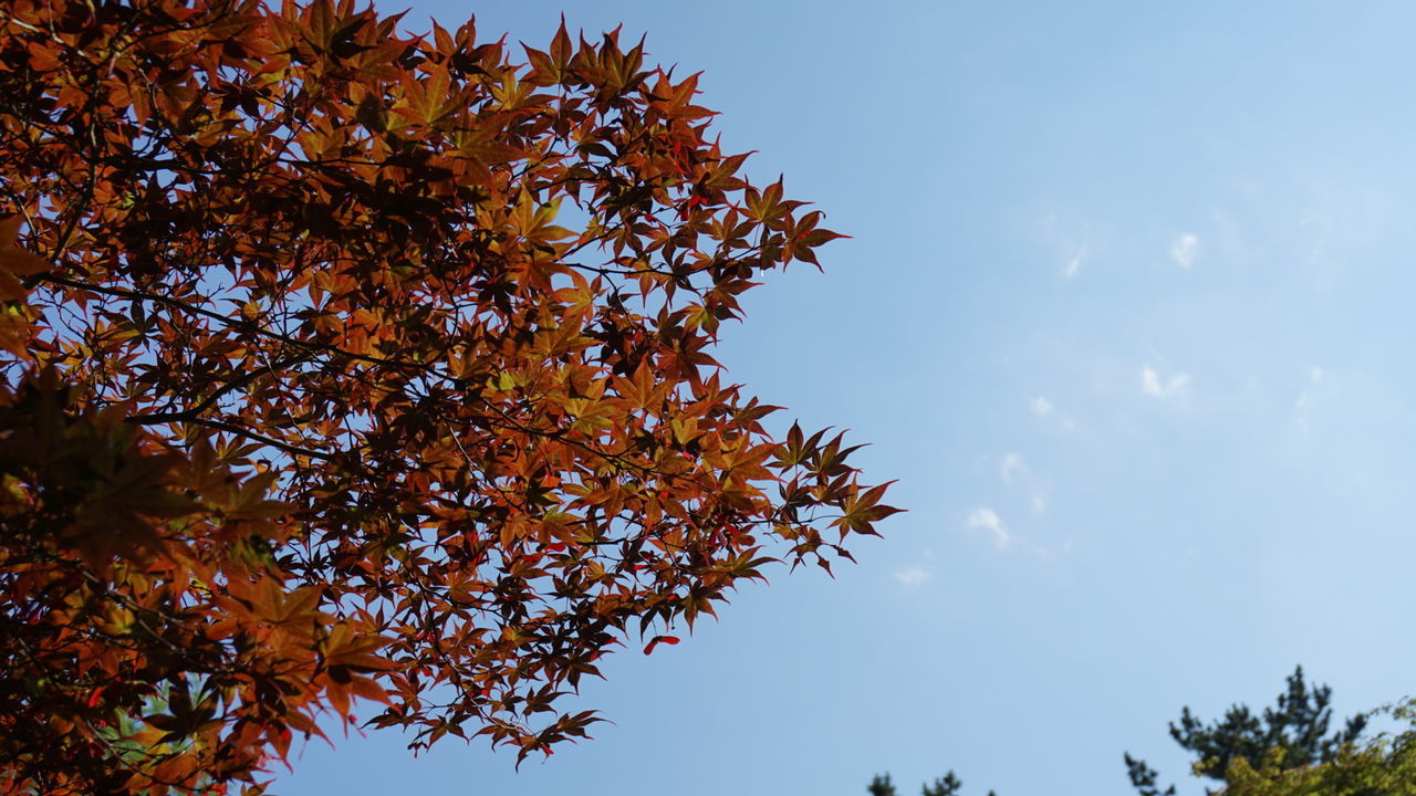 tree, low angle view, autumn, branch, change, growth, beauty in nature, nature, sky, season, leaf, tranquility, orange color, clear sky, scenics, day, sunlight, no people, outdoors, high section