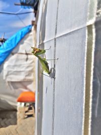 Close-up of insect on wall