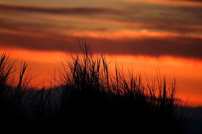 Close-up of silhouette plants against sky during sunset