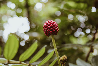 Close-up of plant