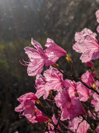 Close-up of pink cherry blossom