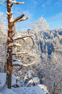 Snow covered trees on field against sky