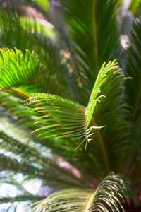 Large tropical leaves are brightly backlit with dark contrasting shadows. summer background