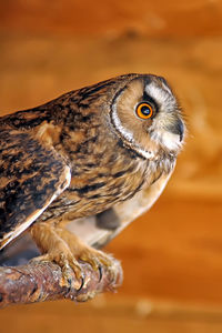 Close-up of owl perching