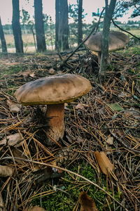 Close-up of mushrooms growing on tree trunk in forest