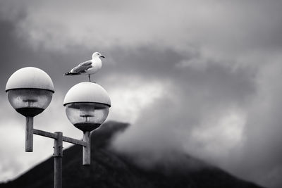 Seagull perching on street light against sky