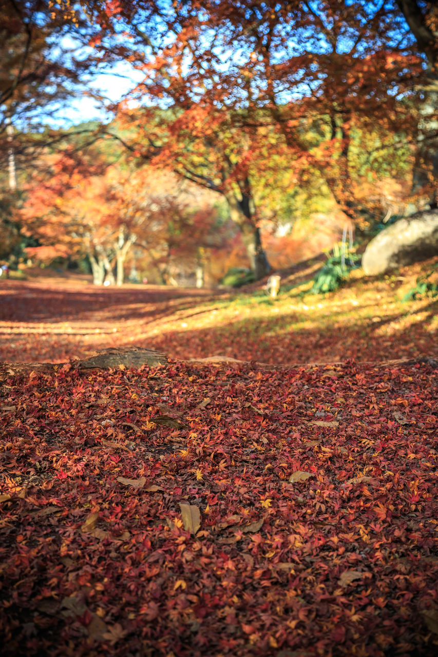 CLOSE-UP OF AUTUMN LEAVES FALLEN ON LANDSCAPE