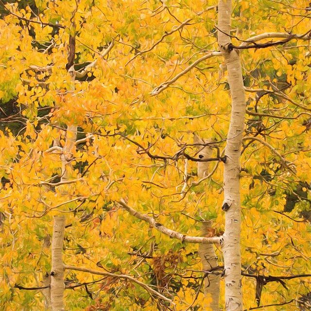 tree, autumn, branch, change, yellow, season, growth, beauty in nature, nature, tranquility, tree trunk, scenics, orange color, leaf, tranquil scene, bare tree, outdoors, no people, day, low angle view