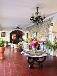 Potted plant on table against building