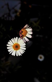 Close-up of butterfly pollinating on flower