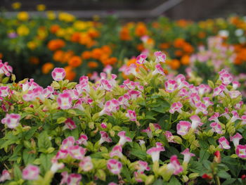 Close-up of pink flowering plants