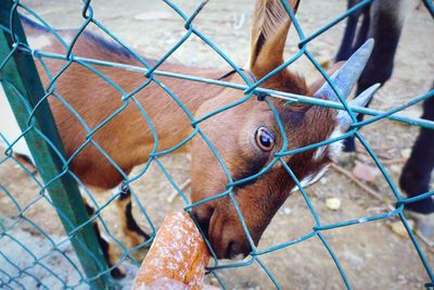 Close-up of horse standing on chainlink fence