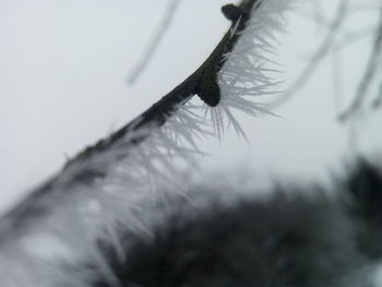 Close-up of leaf on branch