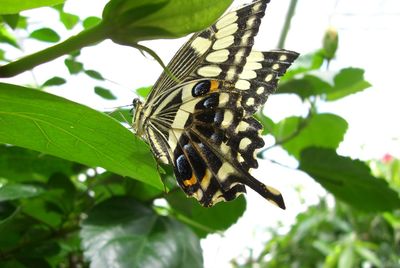 Close-up of butterfly on leaf