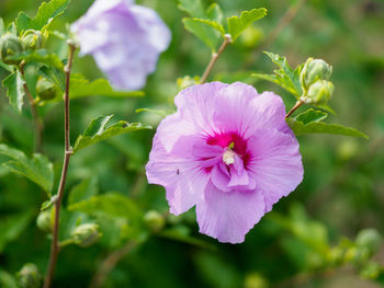 Close-up of pink flowering plant